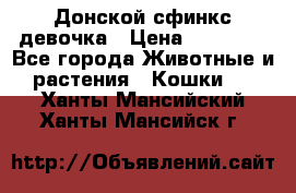 Донской сфинкс девочка › Цена ­ 15 000 - Все города Животные и растения » Кошки   . Ханты-Мансийский,Ханты-Мансийск г.